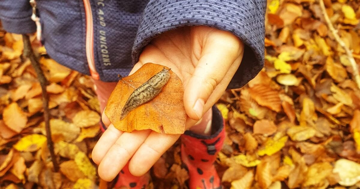 Lasă-mi, toamnă, pomii verzi…