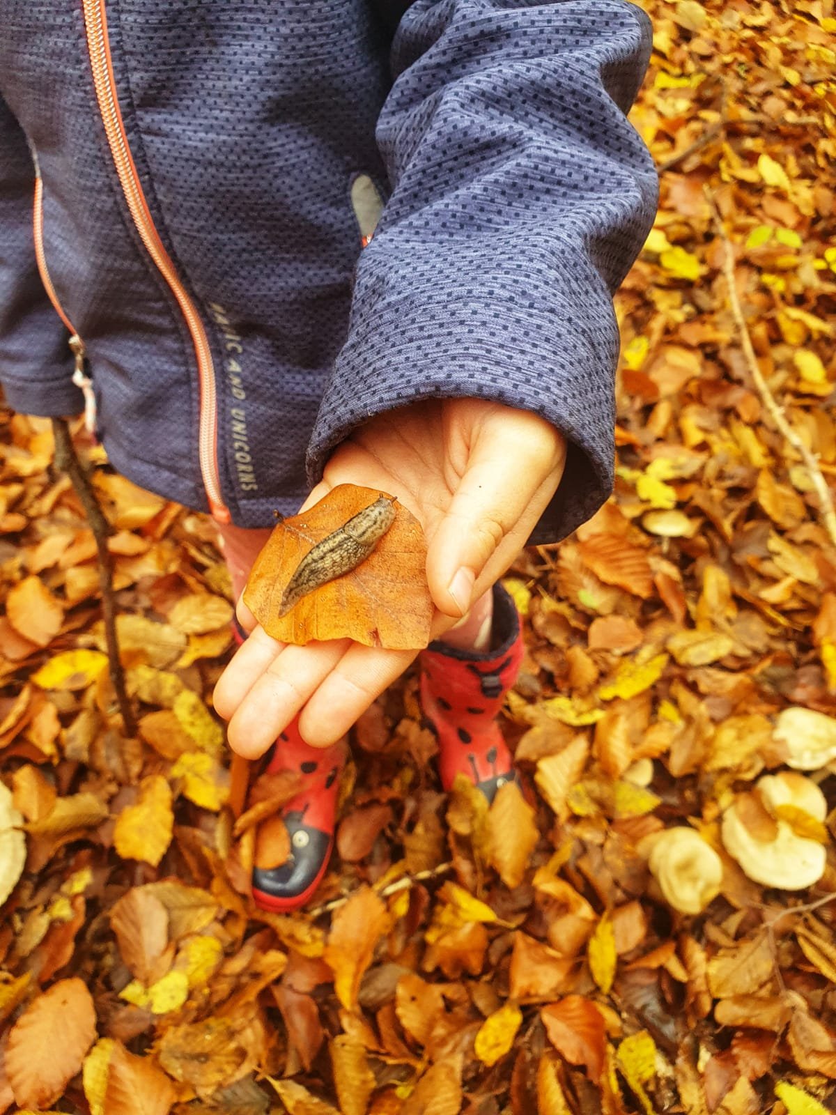 You are currently viewing Lasă-mi, toamnă, pomii verzi…