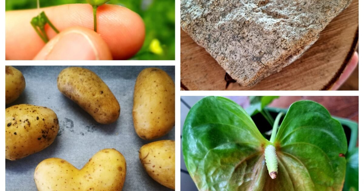 Bine ai venit, februarie!