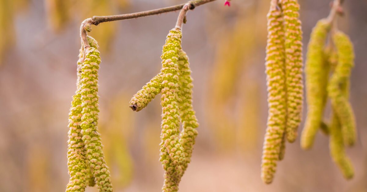 Mugur, mugurel, te deschide-ncetinel!
