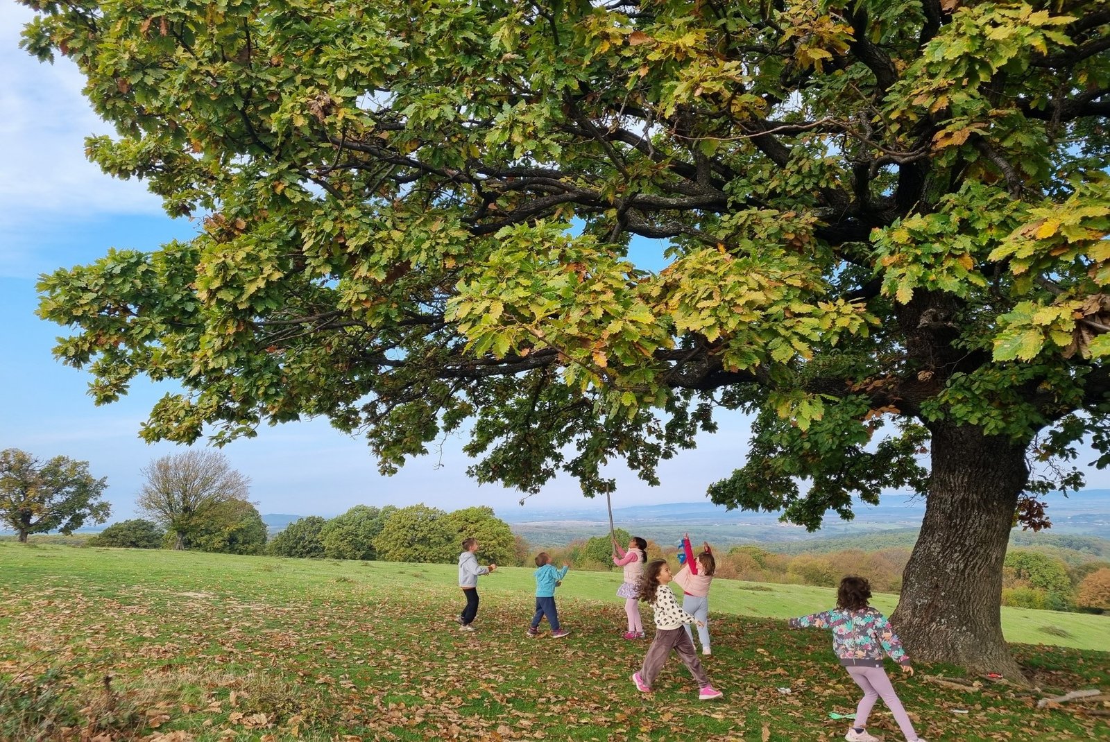 You are currently viewing Între vară și toamnă, la umbra unui măreț stejar