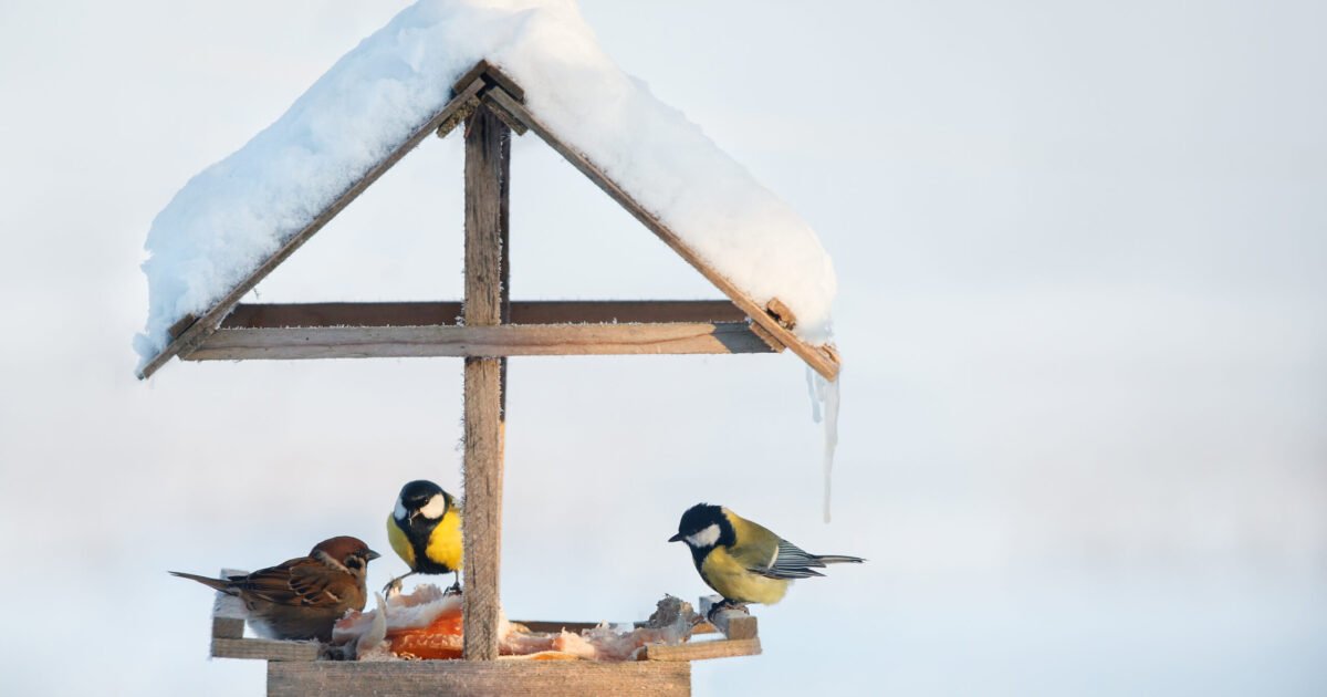 Cum să ne conectăm la natură pe timpul iernii…