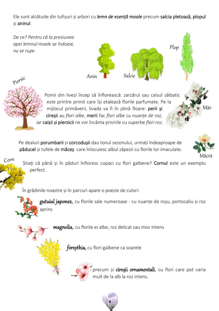 primavara_page_07