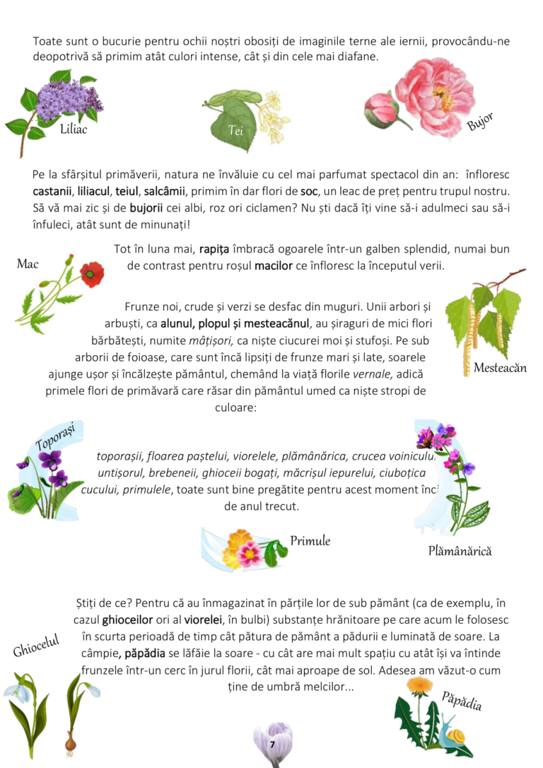 primavara_page_08
