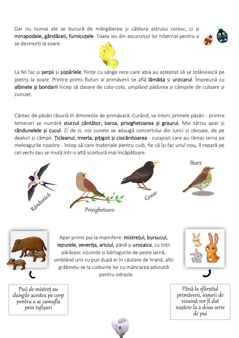 primavara_page_09