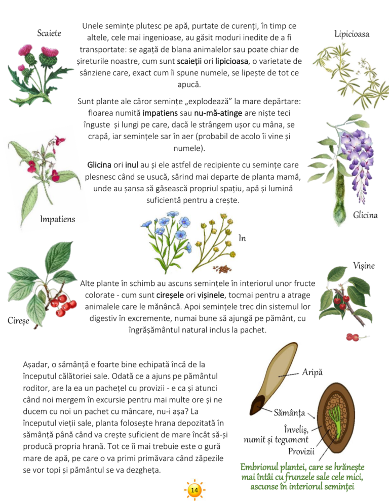 vara_page_14